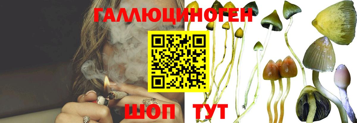 Советская Гавань  Псилоцибиновые грибы мицелий  Вход с VPN 